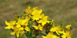 Iperico 788 0 099 Iperico